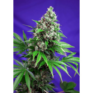 Killer Kush F1 Fast Version - Féminisée - Sweet Seeds - Graines de Collection