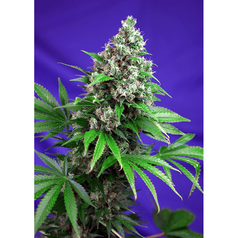 Killer Kush F1 Fast Version - Féminisée - Sweet Seeds - Graines de Collection