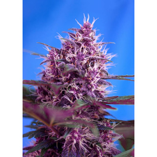 Red Poison Auto - Sweet Seeds - Graines de Collection