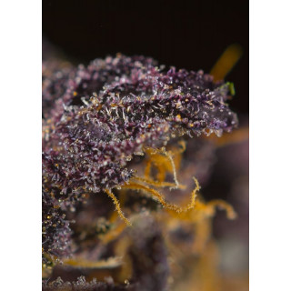 Red Poison Auto - Sweet Seeds - Graines de Collection