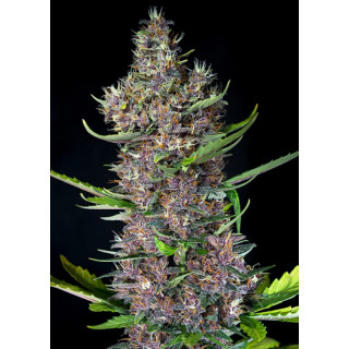Red Poison Auto - Sweet Seeds - Graines de Collection