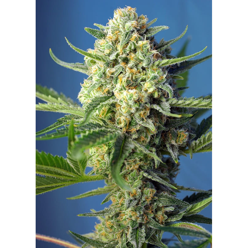 S.A.D Sweet Afgani Delicious Auto - Sweet Seeds - Graines de Collection