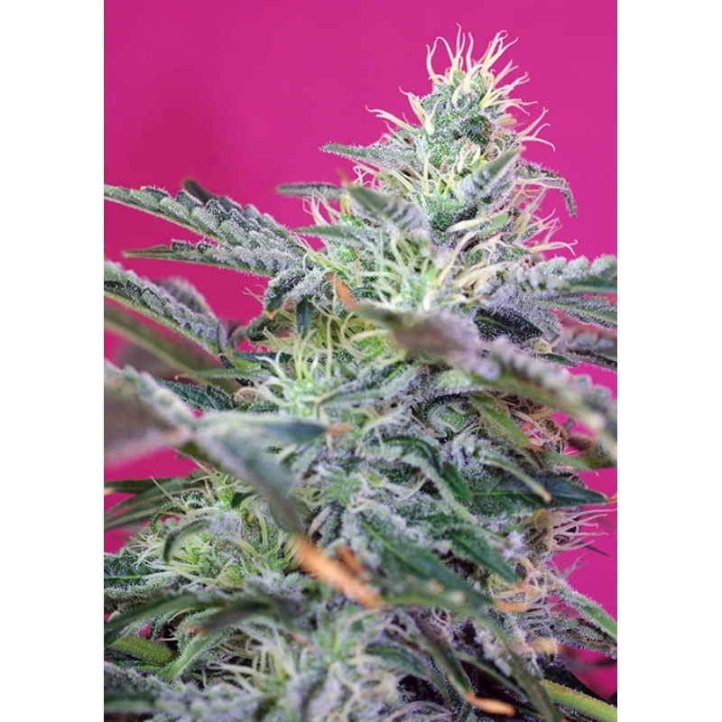 Sweet Cheese Auto - Sweet Seeds - Graines de Collection