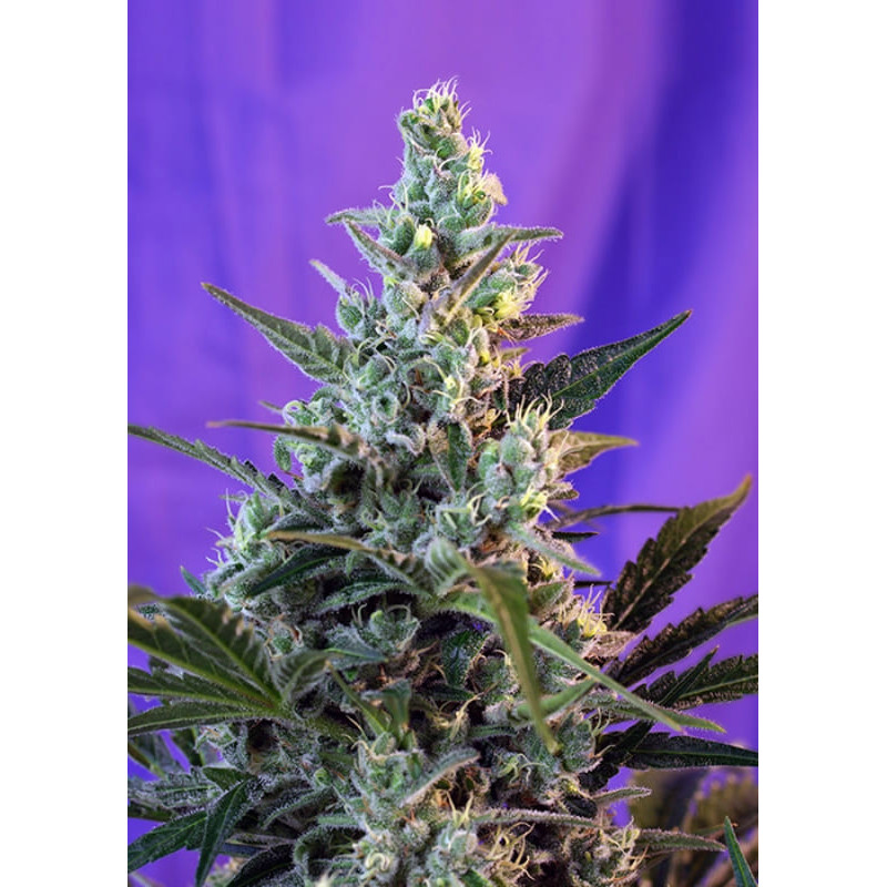 Sweet Skunk Auto - Sweet Seeds - Graines de Collection