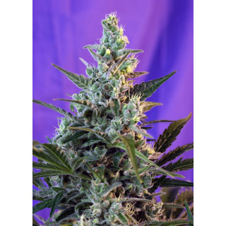 Sweet Skunk F1 Fast Version - Féminisée - Sweet Seeds - Graines de Collection