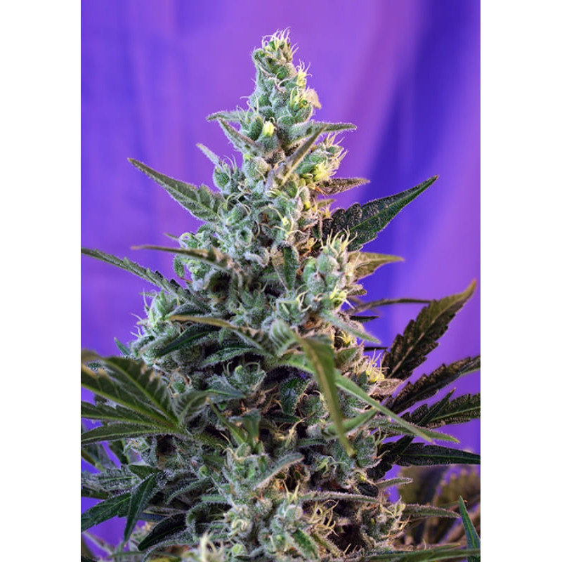 Sweet Skunk F1 Fast Version - Féminisée - Sweet Seeds