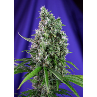 Sweet Trainwreck Auto - Sweet Seeds - Graines de Collection