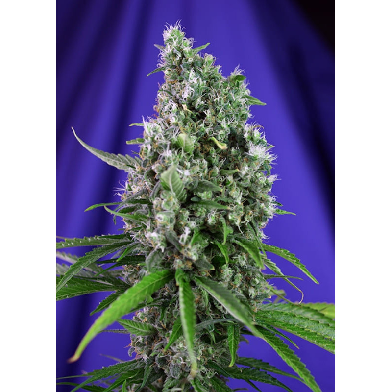 Sweet Trainwreck Auto - Sweet Seeds - Graines de Collection