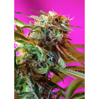 Wild Rose - Féminisée - Sweet Seeds