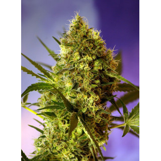 Big Devil 2 Auto - Sweet Seeds - Graines de Collection