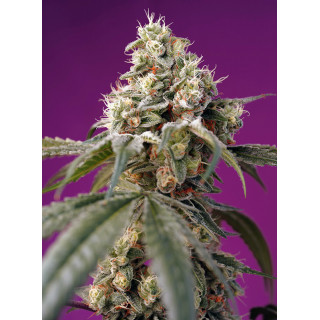 Bruce Banner Auto - Sweet Seeds - Graines de Collection