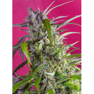 Crystal Candy - Autofloraison - Sweet Seeds Crystal Candy - Autofloraison - Sweet Seeds
