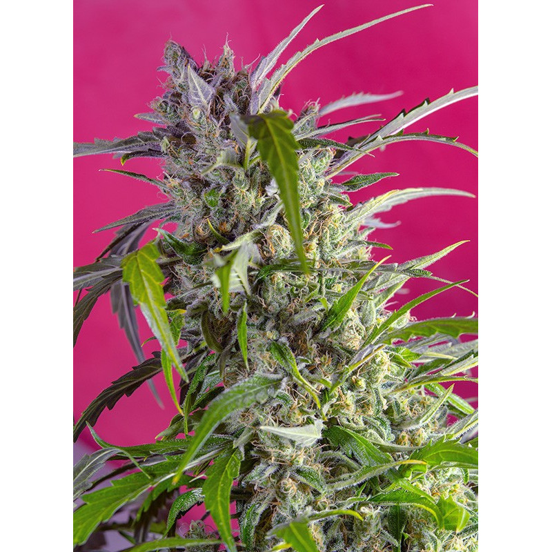 Crystal Candy Auto - Sweet seeds - Graines de Collection
