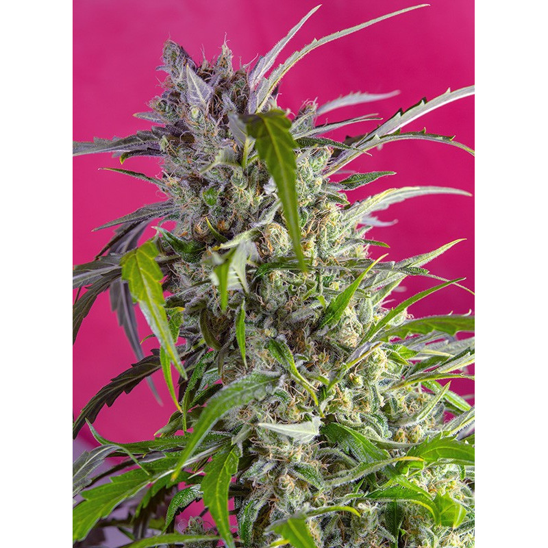 Crystal Candy - Autofloraison - Sweet Seeds Crystal Candy - Autofloraison - Sweet Seeds