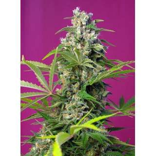 Gorilla Girl - Feminisée - Sweet Seeds - Graines de Collection