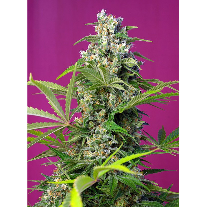 Gorilla Girl - Feminisée - Sweet Seeds
