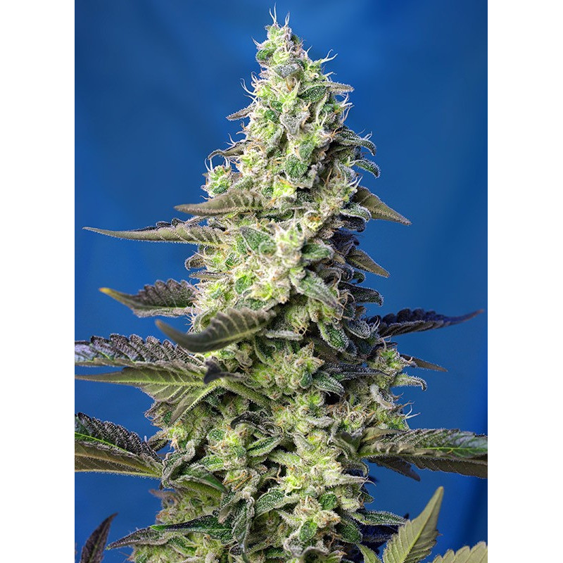 Green Poison XL Auto - Sweet Seeds - Graines de Collection