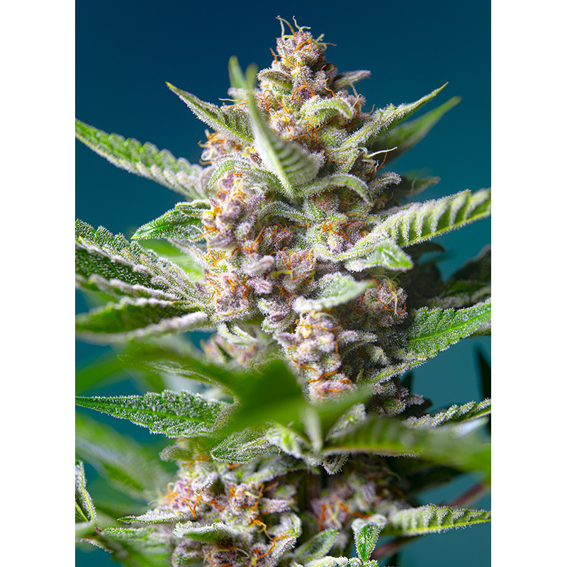 Purple Punch OG - Féminisée - Sweet Seeds - Graines de Collection Purple Punch OG - Féminisée - Sweet Seeds - Graines de Collection