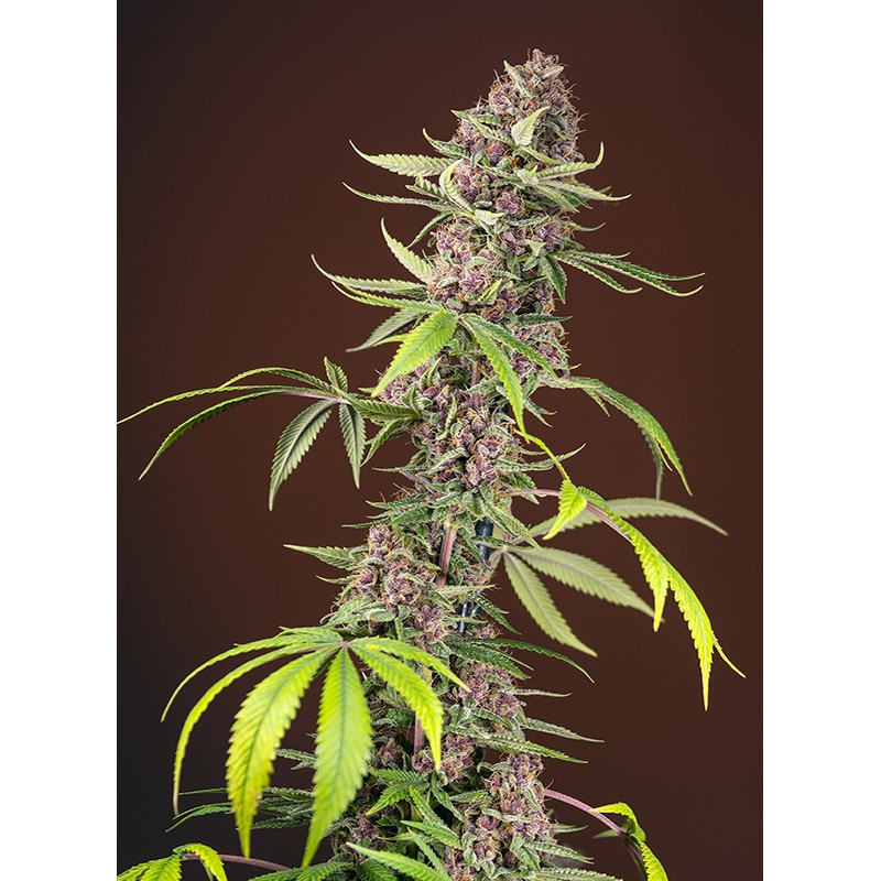 Red Mandarine F1 Fast Version - Féminisée - Sweet Seeds - Graines de Collection