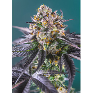Red Strawberry Banana - Autofloraison - Sweet Seeds