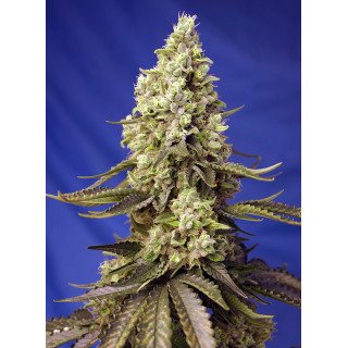 Runtz XL Auto - Sweet Seeds - Graines de Collection