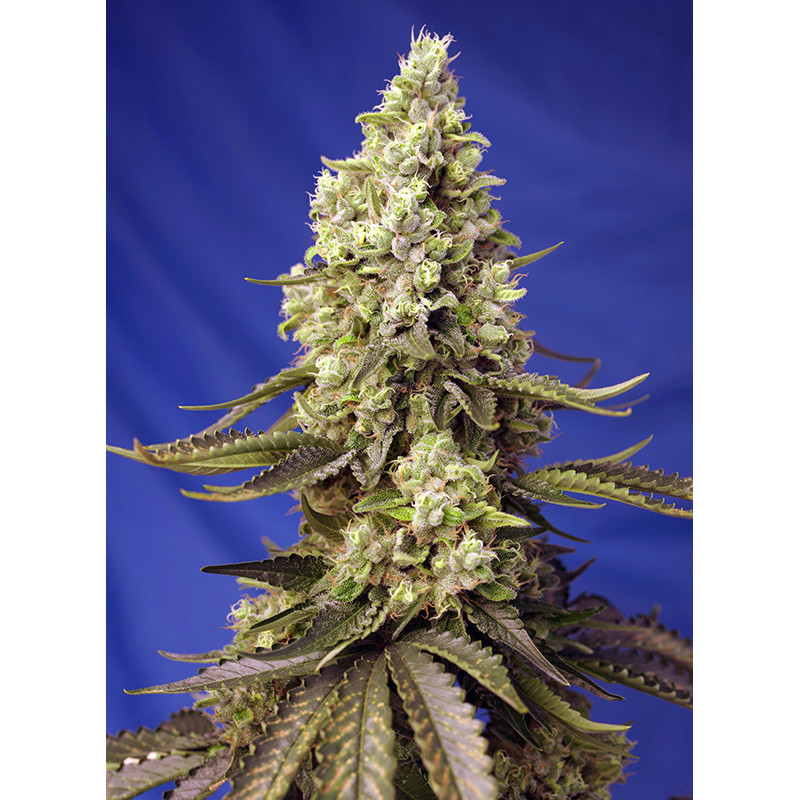 Runtz XL - Autofloraison - Sweet Seeds