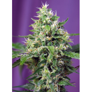 Sweet Amnesia Haze XL Auto - Sweet Seeds - Graines de Collection