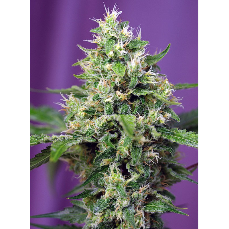 Sweet Amnesia Haze XL Auto - Sweet Seeds - Graines de Collection