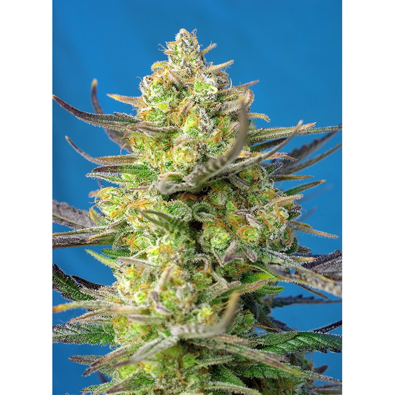 Sweet Cheese XL  Auto - Sweet Seeds - Graines de Collection
