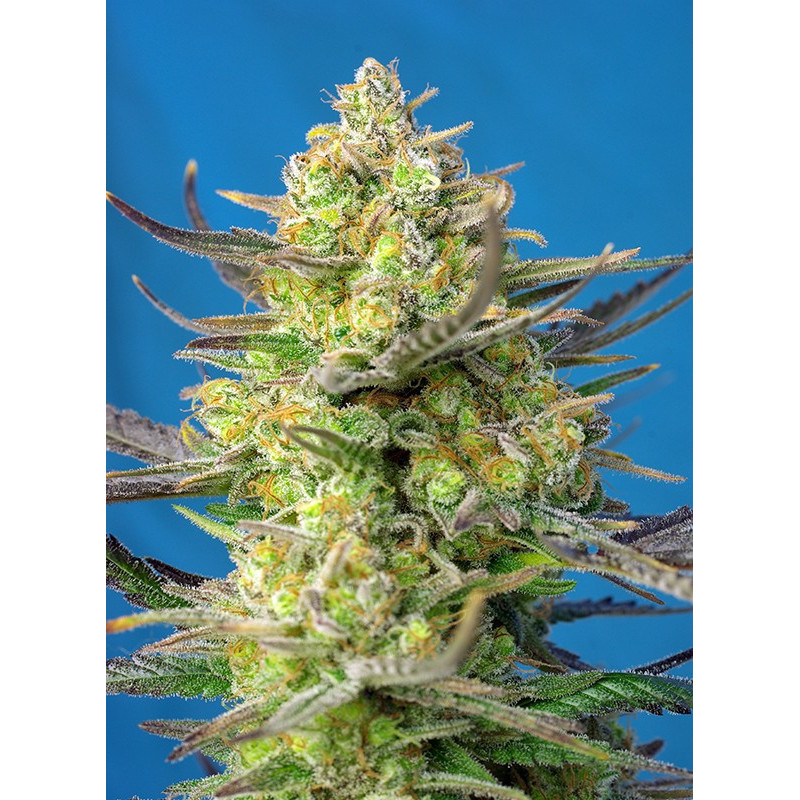 Sweet Cheese XL  Auto - Sweet Seeds - Graines de Collection