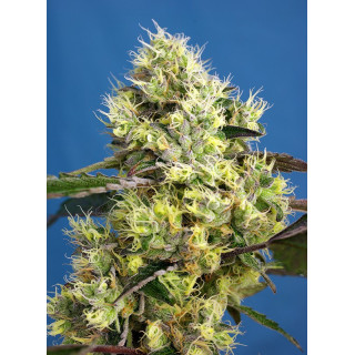 Sweet Gelato Auto - Sweet Seeds - Graines de Collection