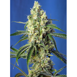 Green Poison CBD - Féminisée - Sweet Seeds - Graines de Collection