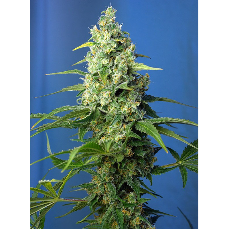 Honey peach Auto CBD - Sweet Seeds - Graines de Collection