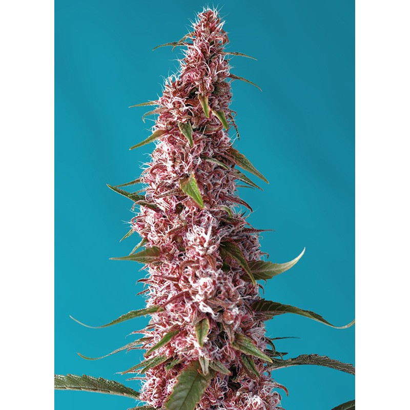 Red Pure - Autofloraison CBD - Sweet Seeds