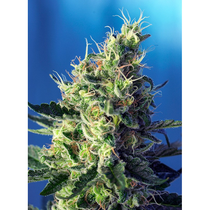 Sweet Pure CBD - Féminisée - Sweet Seeds - Graines de Collection