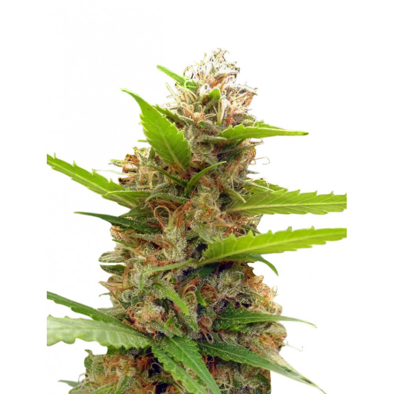 Zamaldelicia x Nepal Jam (limited édition) Féminisée - Ace Seeds Graines de Collection
