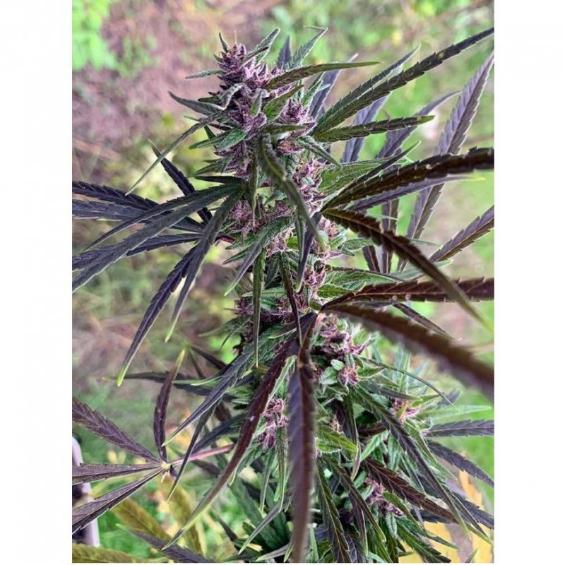 Panama Haze féminisée Ace Seeds