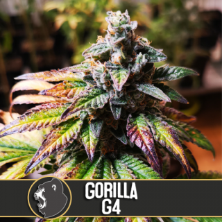 Gorilla glue 4 auto - blimburn seeds