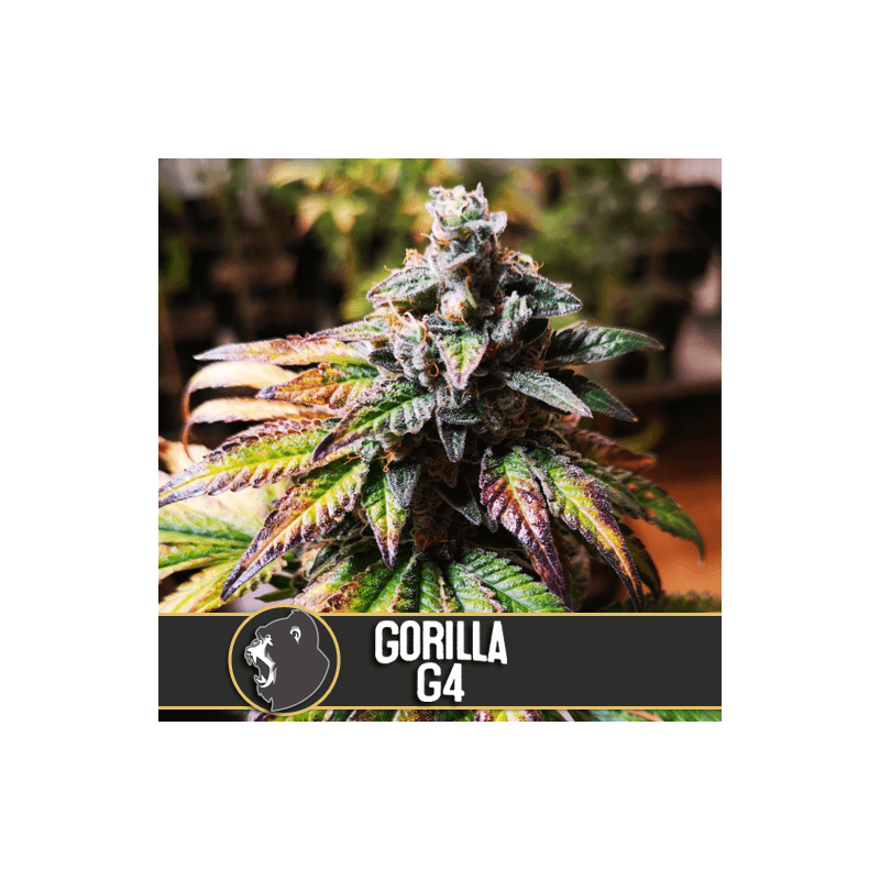 Gorilla glue 4 auto - blimburn seeds