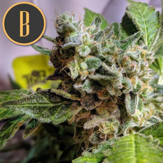Girl scout cookies auto - blimburn seeds