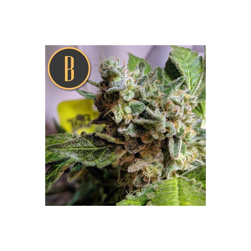 Girl Scout Cookies - Autofloraison - Blimburn Seeds