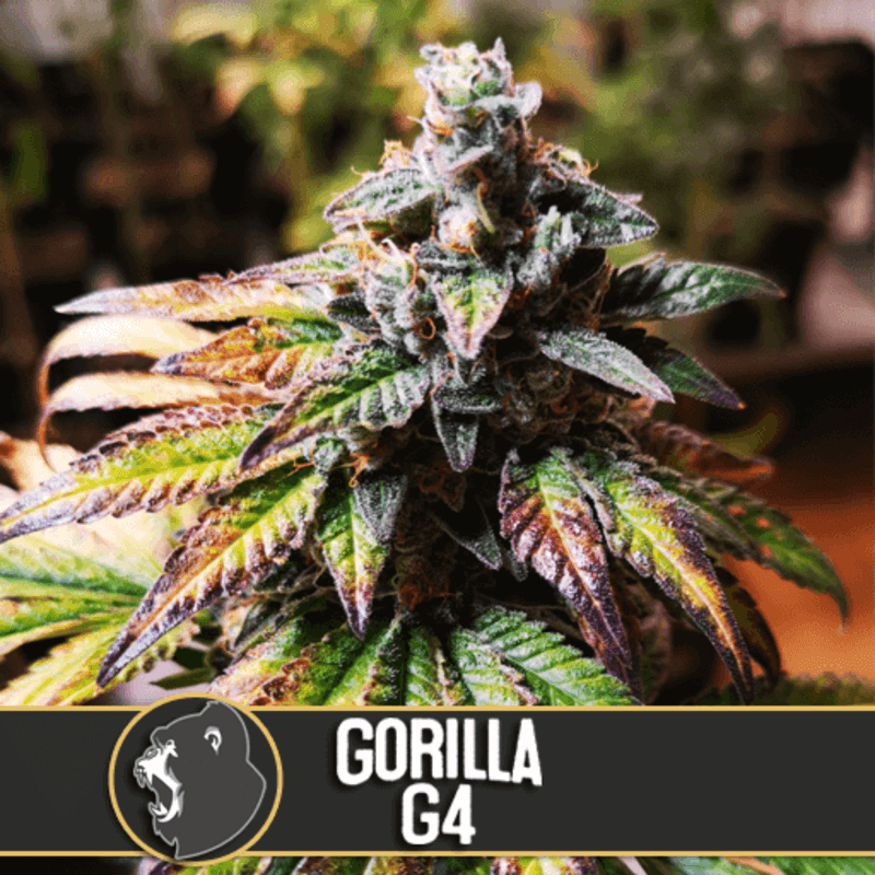 Gorilla G4 - Féminisée - Blimburn Seeds - Graines de Collection