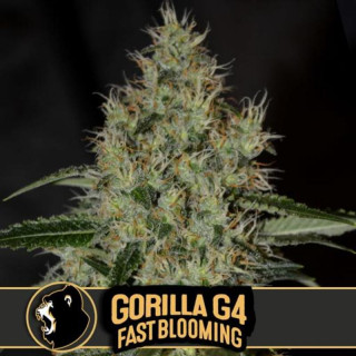 Gorilla G4 Fast blooming - Blimburn Graines de Collection