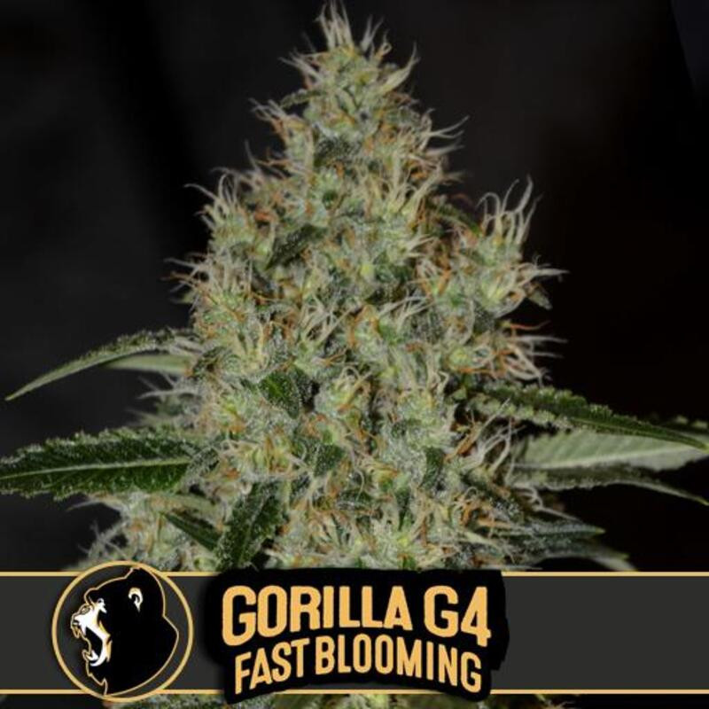 Gorilla G4 Fast blooming - Blimburn Graines de Collection