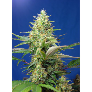 Sweet Pure Auto CBD - Sweet Seeds - Graines de Collection