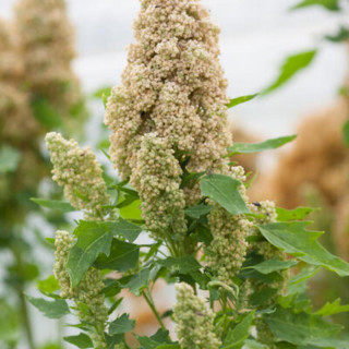 Quinoa temuco - Kokopelli