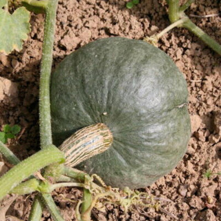 Courge maxima blue kuri - Kokopelli