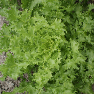 Chicorée frisée grosse pancalière - Kokopelli