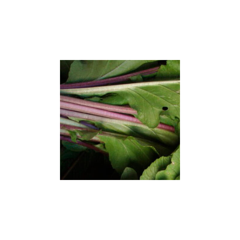 Chou brocoli chinois Toraziroh - Kokopelli