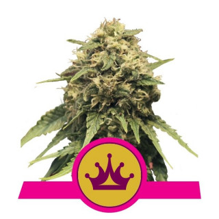 Special Queen 1 - Féminiseé - Royal Queen Seeds - Graines de Collection